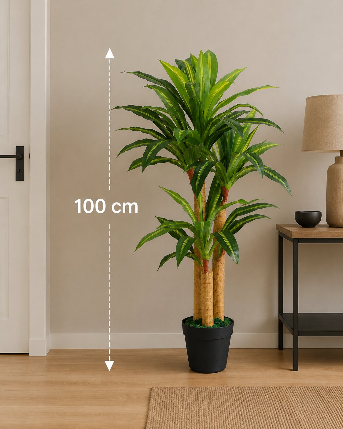 Dracaena