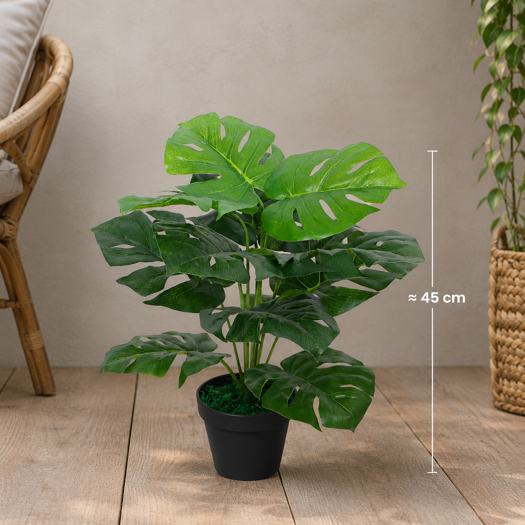 Monstera deliciosa