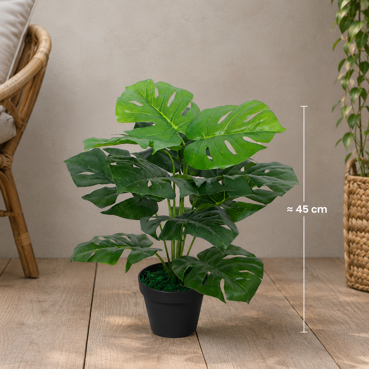 Monstera deliciosa