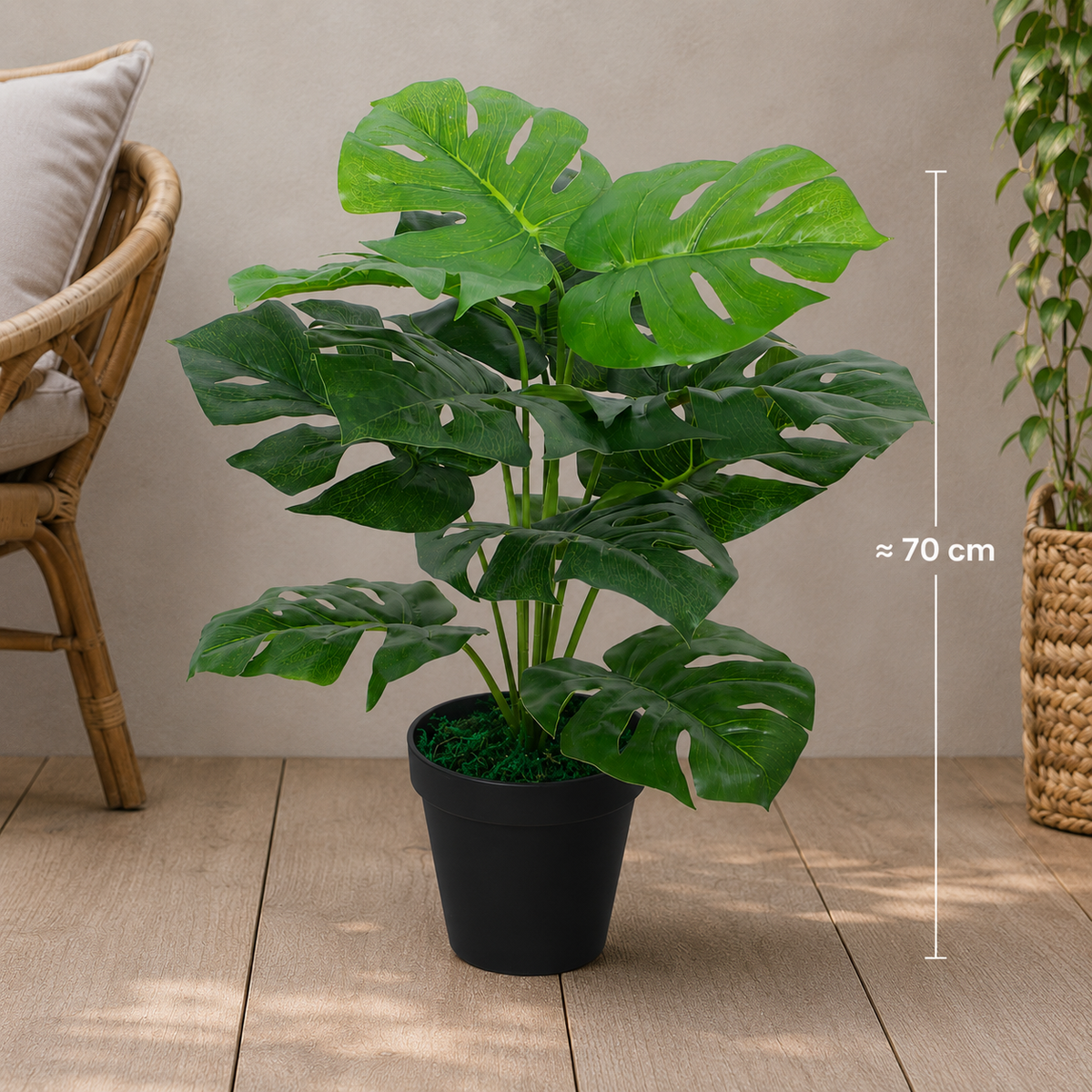 Monstera deliciosa
