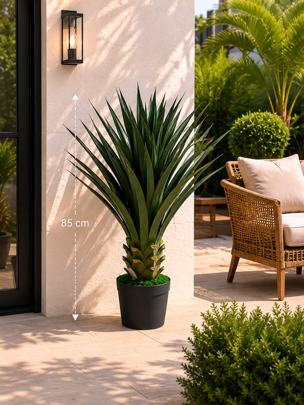 Yucca