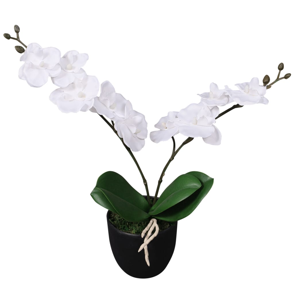 Orchidée Blanche