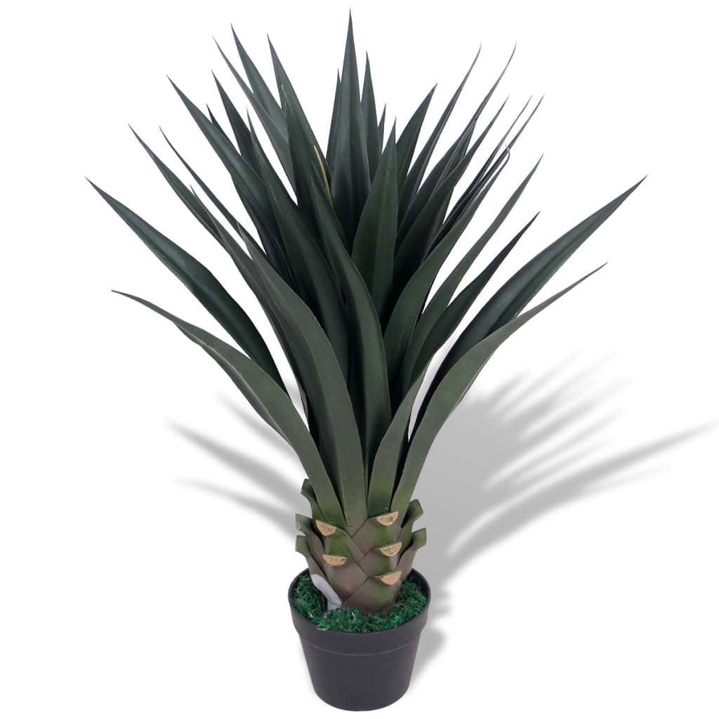 Yucca