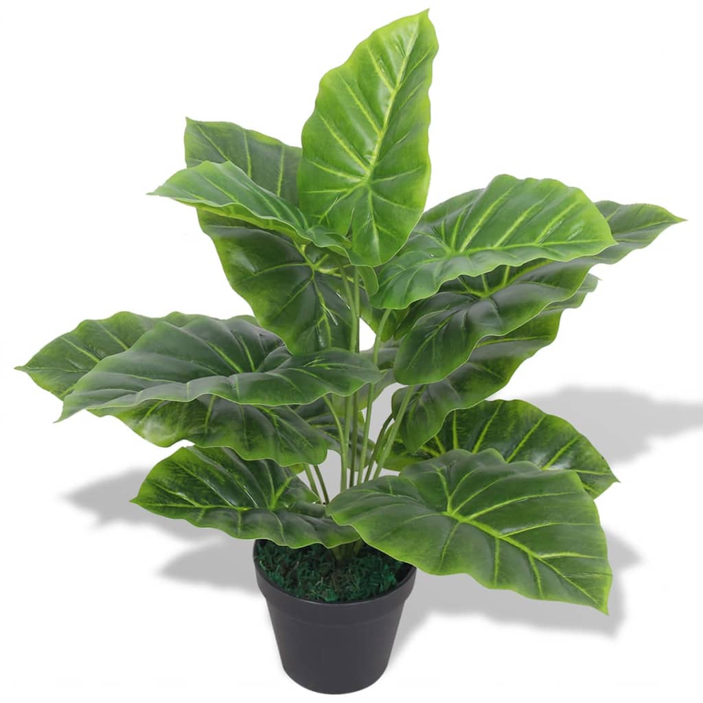 Taro