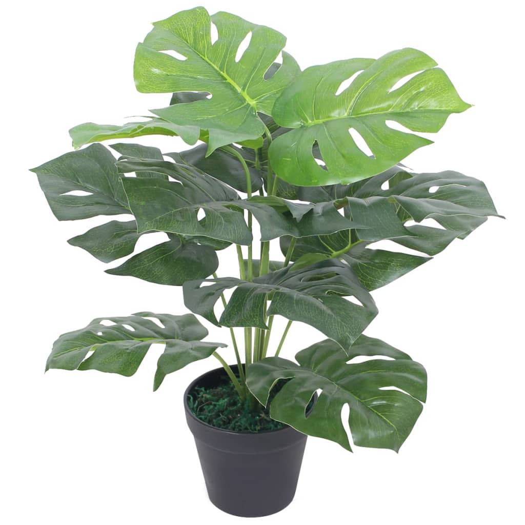 Monstera deliciosa