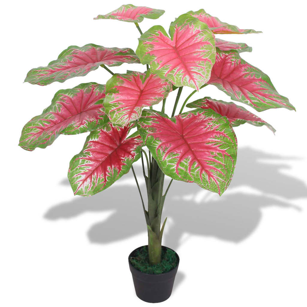 Caladium