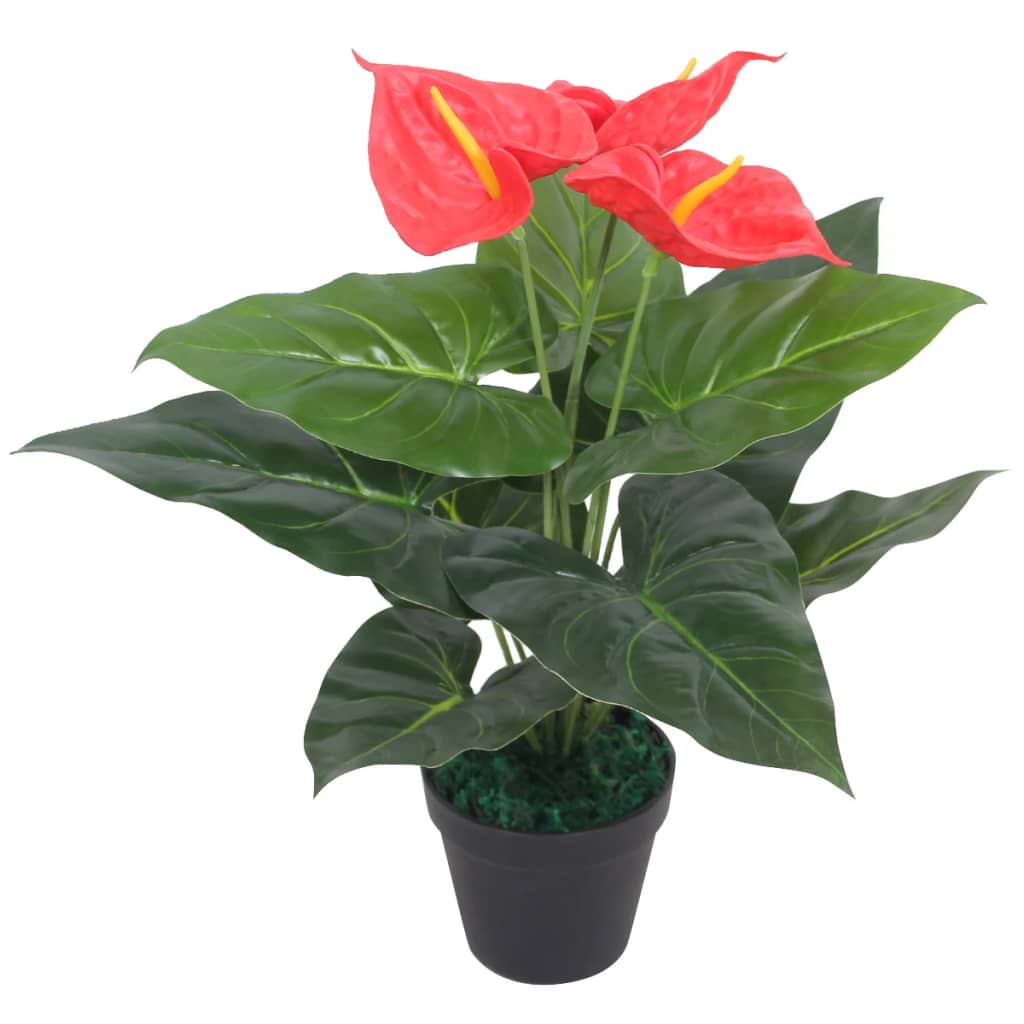 Anthurium