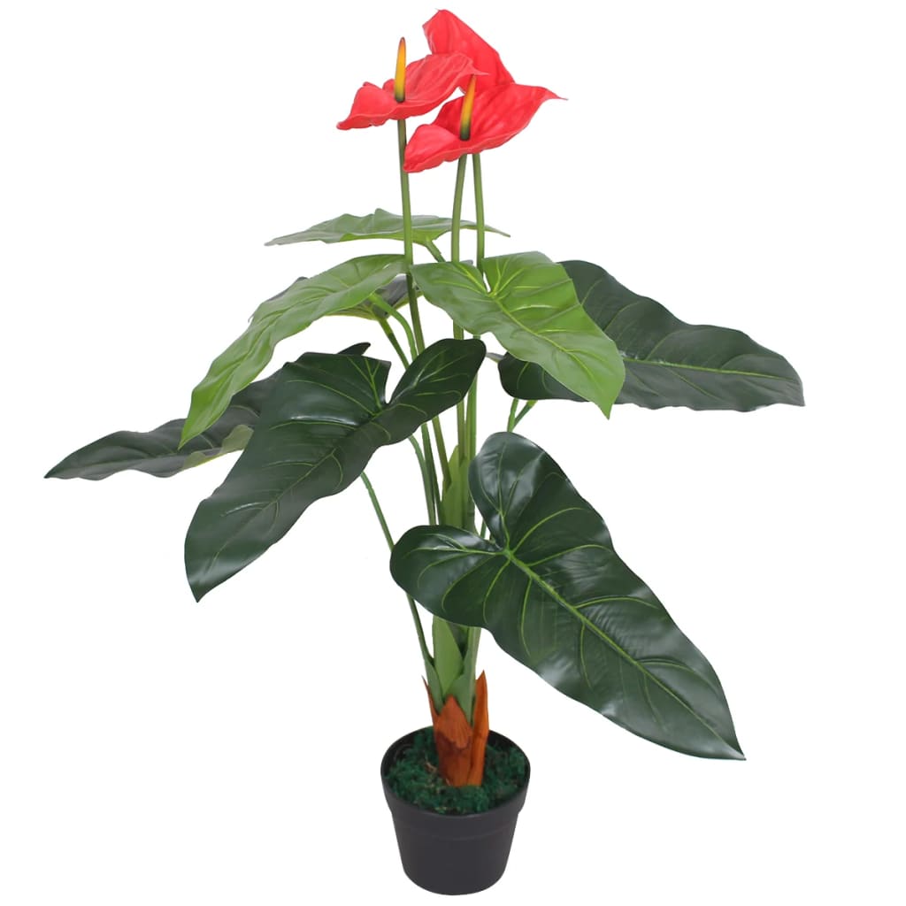 Anthurium