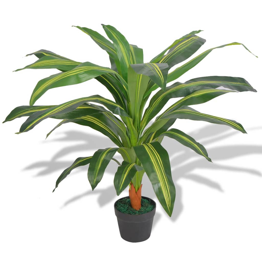 Dracaena