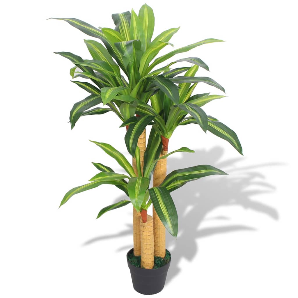 Dracaena