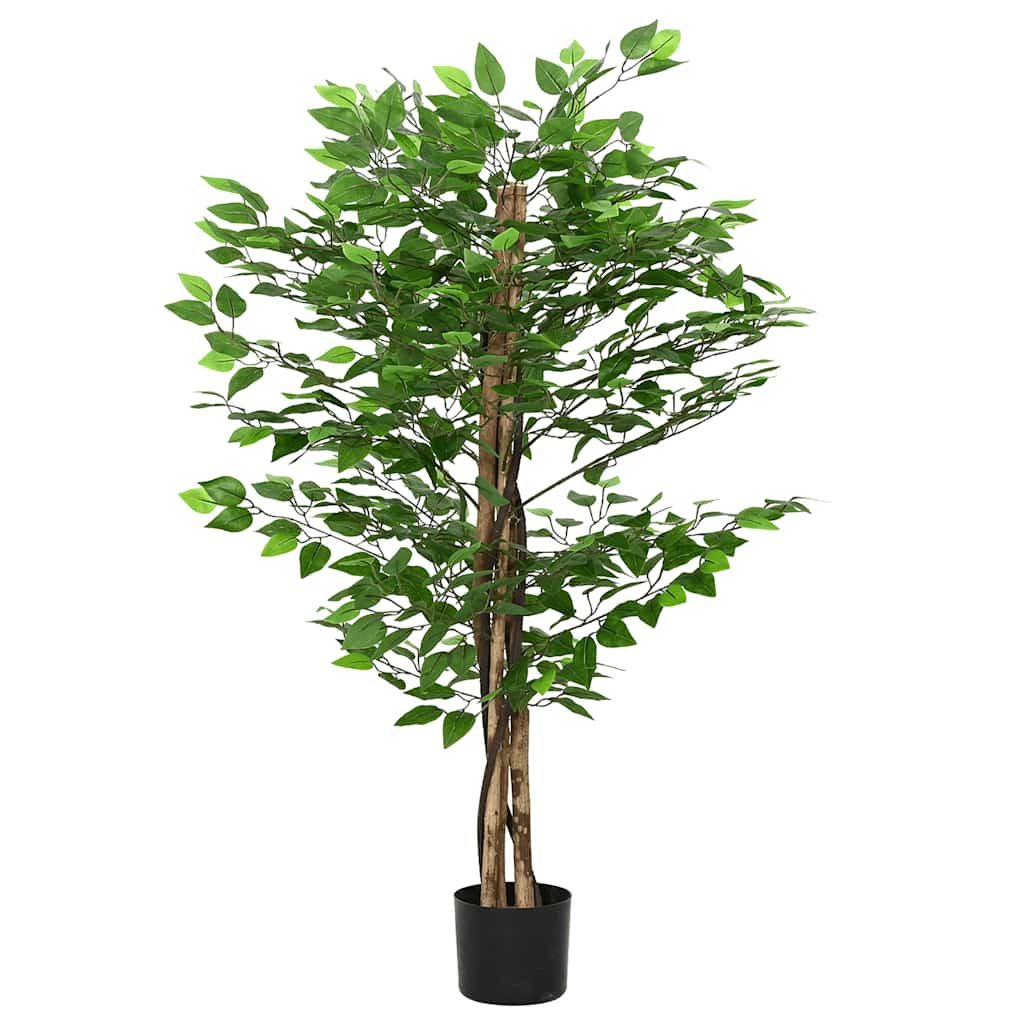Ficus