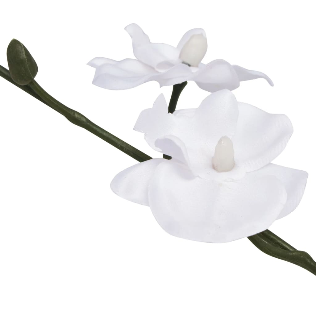 Orchidée Blanche
