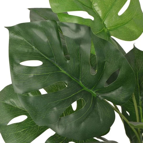 Monstera deliciosa