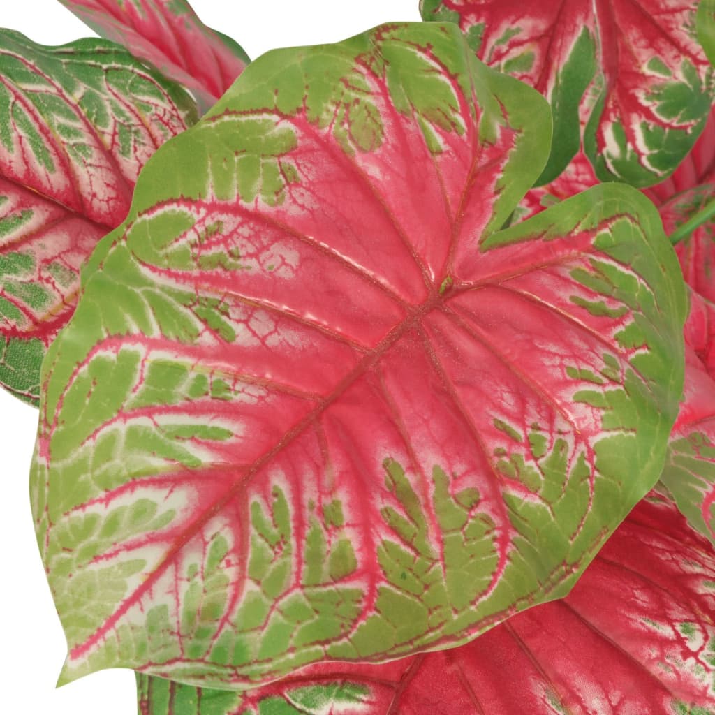 Caladium