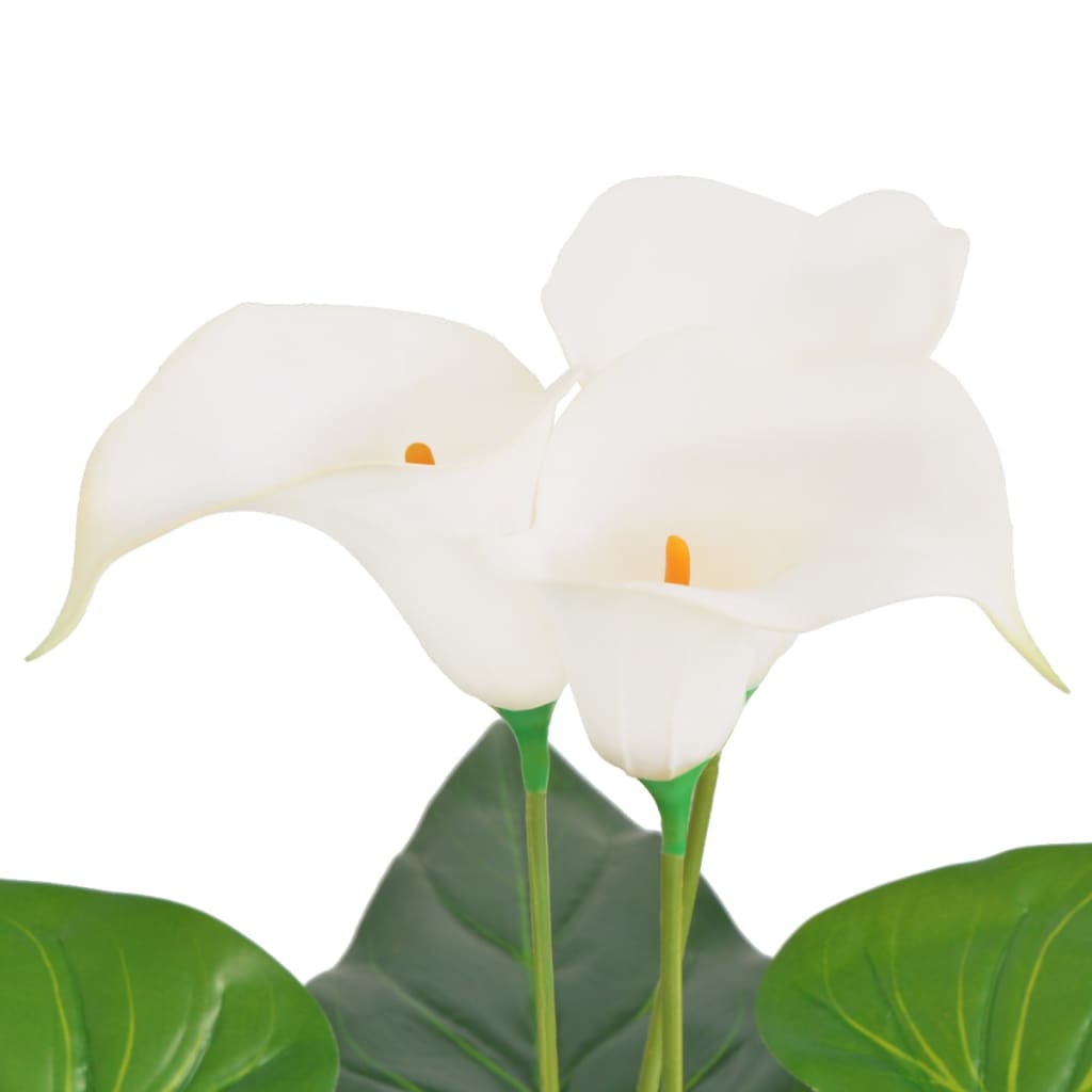 Lis Calla