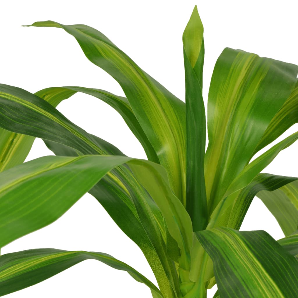 Dracaena