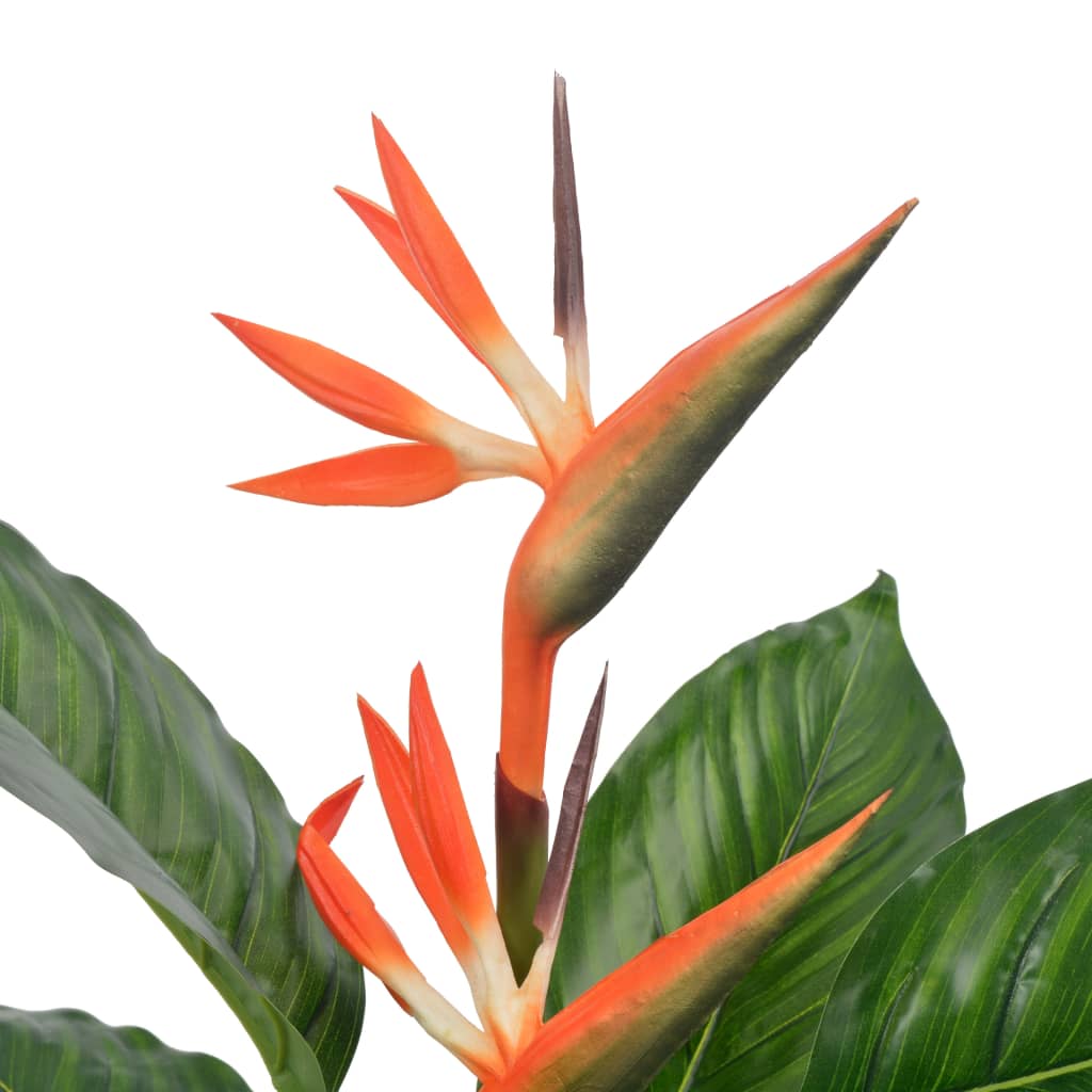 Strelitzia