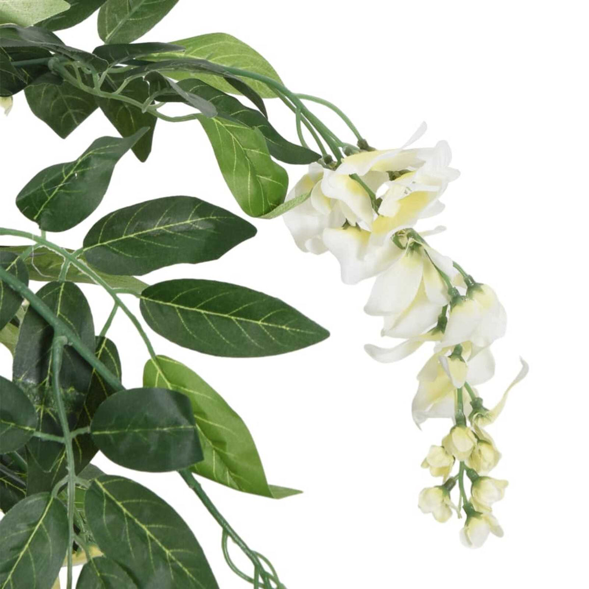 Glycine