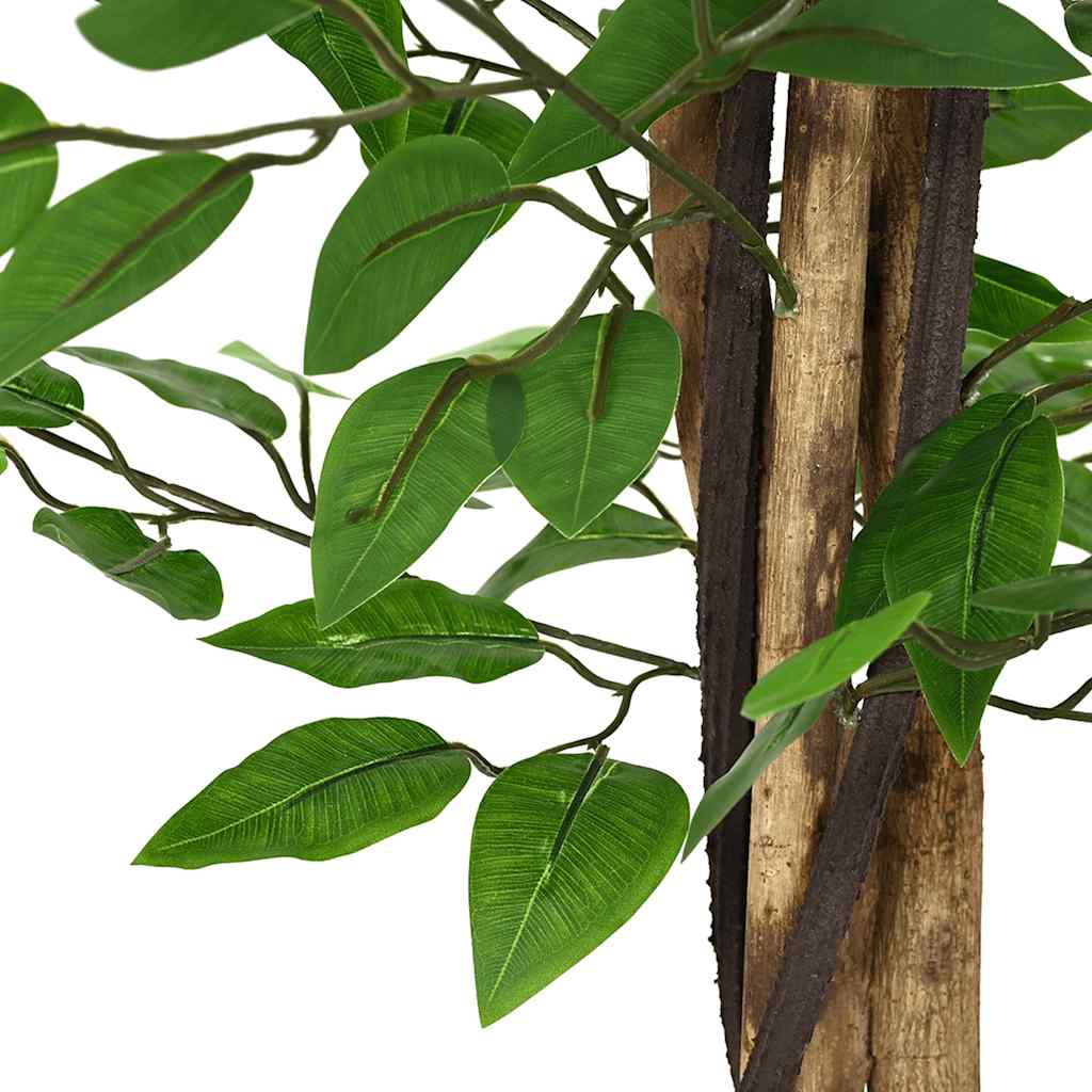 Ficus