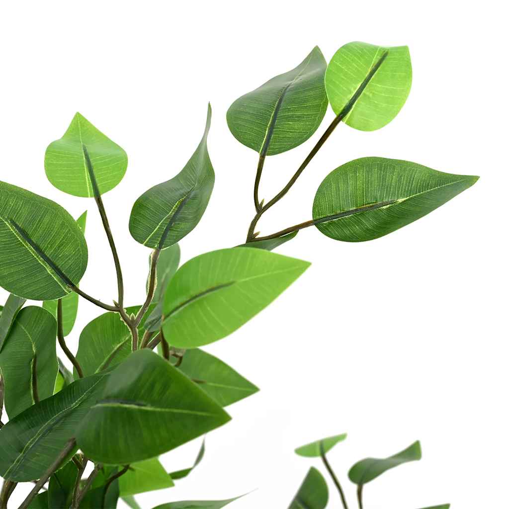 Ficus